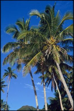 Palm trees