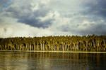 Plantation, east coast of Bougainville