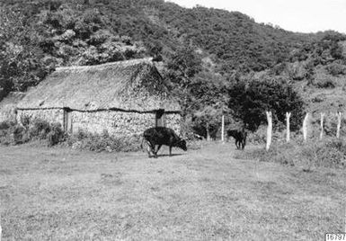 ["byggnad, bergskulle, djur, kor, fotografi, photograph", "byggnad, bergskulle, djur, kor, fotografi, photograph"]