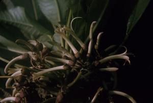 [Unidentified white flowers close-up from Wiliwilinui Ridge, United States]