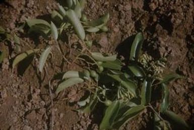 [Unidentified green-fruiting and flowering plant close-up on Kauai Island, United States]