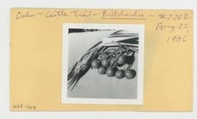 [Pritchardia in Hawaii, envelope IE28-064]