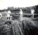 Ralph Gaugler watching Fiji natives working in field, 1943