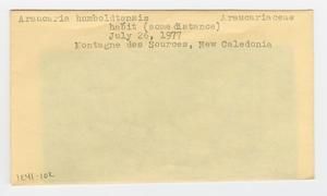 [Araucaria humboldtensis in New Caledonia, envelope IE41-102]