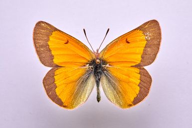 ["Colias meadii meadii Edwards, 1871 - mascul"]