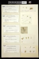 Dictyota friabilis