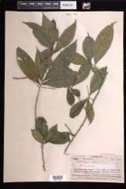 Cleidion leptostachyum