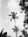 Avarua (Cook Islands), man climbing coconut tree