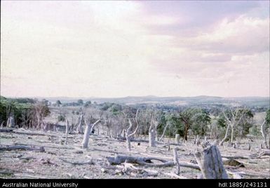 View of the landscape and Gum trees