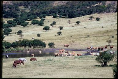 Horse & cattle farm