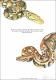 Old World Serpents and New World Dragons: The Evolutionary Dynamics of Pythons and Liolaemid Lizards