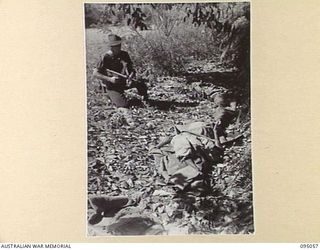 ULEBILUM-KIARIVU, PANAMBERI RIVER, NEW GUINEA. 1945-08-05. GUNNER V.E. COOPER, 2/7TH INFANTRY BATTALION, WITH THE DEAD BODIES OF TWO JAPANESE SOLDIERS WHO WERE KILLED AT THE RIVER FORD DURING A SIX ..