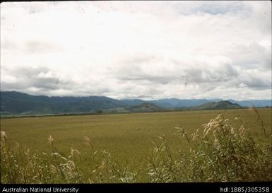 Pit Pit Swamp, Waghi Valley