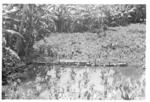 View of taro? plantation