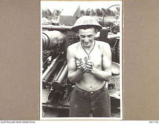 DUMPU AIRSTRIP, NEW GUINEA. 1943-11-14. QX18075 GUNNER K. J. BLINCO OF MILERRMAN, QLD, AND THE 2/4TH AUSTRALIAN LIGHT ANTI-AIRCRAFT REGIMENT HOLDING SOME WILD DUCKLINGS HE HAS JUST CAUGHT