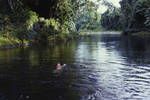 Swimming pool, river in Bougainville, 1962