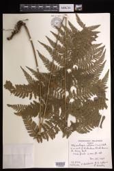 Microlepia setosa