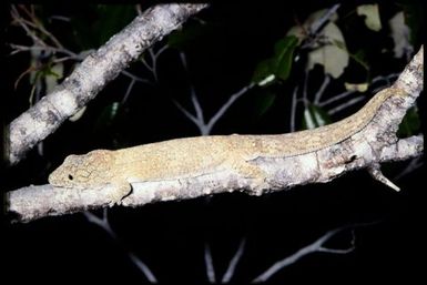 Eurydactylodes vieillardi