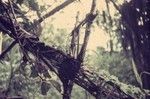 A spring trap for marsupials