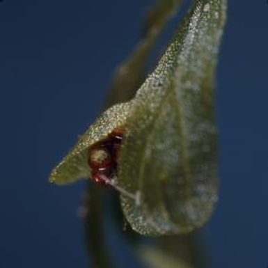 [Mecodium recurvum close-up from Konahuanui Peak, United States]