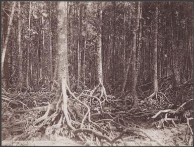A mangrove swamp near Regi, Ysabel, Solomon Islands, 1906, 1 / J.W. Beattie