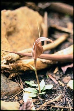 Orchid
