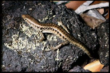 Phasmasaurus maruia