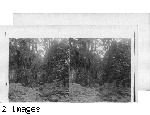 Hawaii. View in the Jungles, Hawaiian Islands
