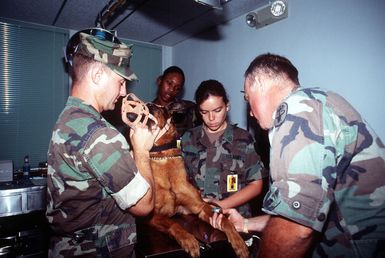 Max, a military working dog at Naval Activities, Guam Security Detachment, looks to his trainer, MASTER at Arms Second Class (MA2) Robert A. Adamson for reassurance while STAFF SGT. Cheshire draws blood for routine test in the laboratory. Privates First Class Neil and Matthews watch the procedure to learn the techniques used in a veterinary clinic to safely draw blood