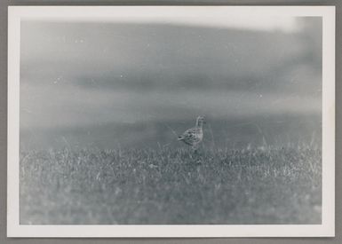 [Pacific golden plover]