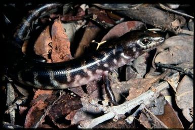 Skink sp.