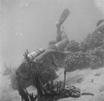 Underwater field work off the island of Vava'u, Tonga