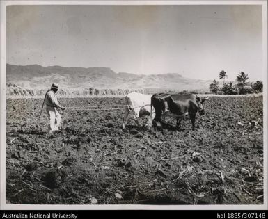 Using bullocks to plough field