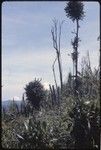 Bismarck Range, mountains