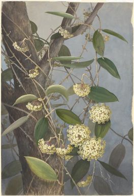 Wax flower, Hoya nicholsoniae, Papua New Guinea, 1916? Ellis Rowan