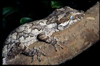 Rhacodactylus auriculatus