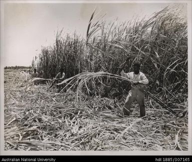 Harvesting cane