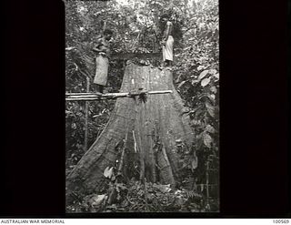 Lae, New Guinea. 1944-07-26. Two natives working with ANGAU (Australian New Guinea Administrative Unit) proudly standing on the butt of a large tree which they have felled under instruction from ..