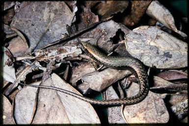 Caledoniscincus austrocaledonicus