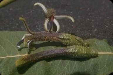 [Cyanea macrostegia close-up in Waikamoi Preserve, United States]