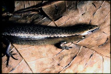 Caledoniscincus sp.