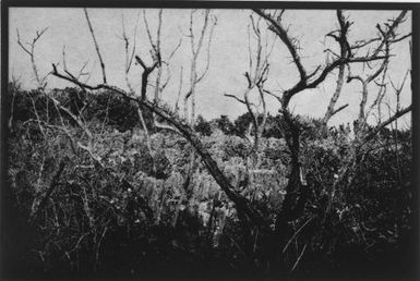 Nauru (tree, early mining works)