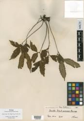 Marattia rolandi-principis