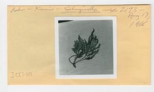 [Selaginella in Hawaii, envelope IE27-207]