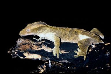 Rhacodactylus ciliatus
