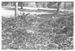 Stone mounds on north west slope inland, Alesia.