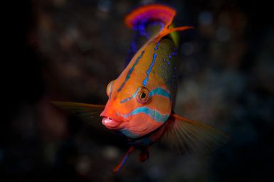 Coris gaimard (Yellowtail coris) female phase during the 2017 South West Pacific Expedition.