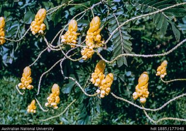 32 miles after Korolevu, golden candle