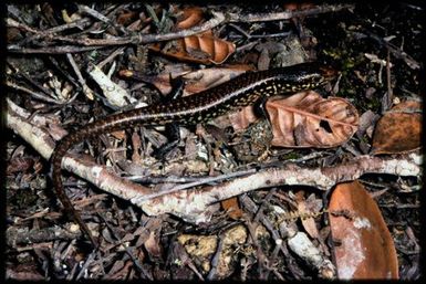 Skink sp.