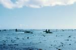 Fishing expedition to trap reef-crossing schools of fish at the stone fishtraps at the Ahagaloa 2.7.73